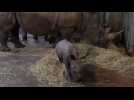 Naissance d'un bébé rhinocéros à Pairi Daiza