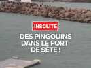 Des pingouins dans le port de Sète !
