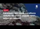 VIDEO. Caraïbes : les récifs coralliens réduits de moitié depuis 1980, selon un rapport