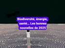 Biodiversité, Energie, Santé... Les bonnes nouvelles de 2025