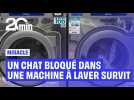 Chine : un chat survit miraculeusement après avoir passé plusieurs minutes dans une machine à laver