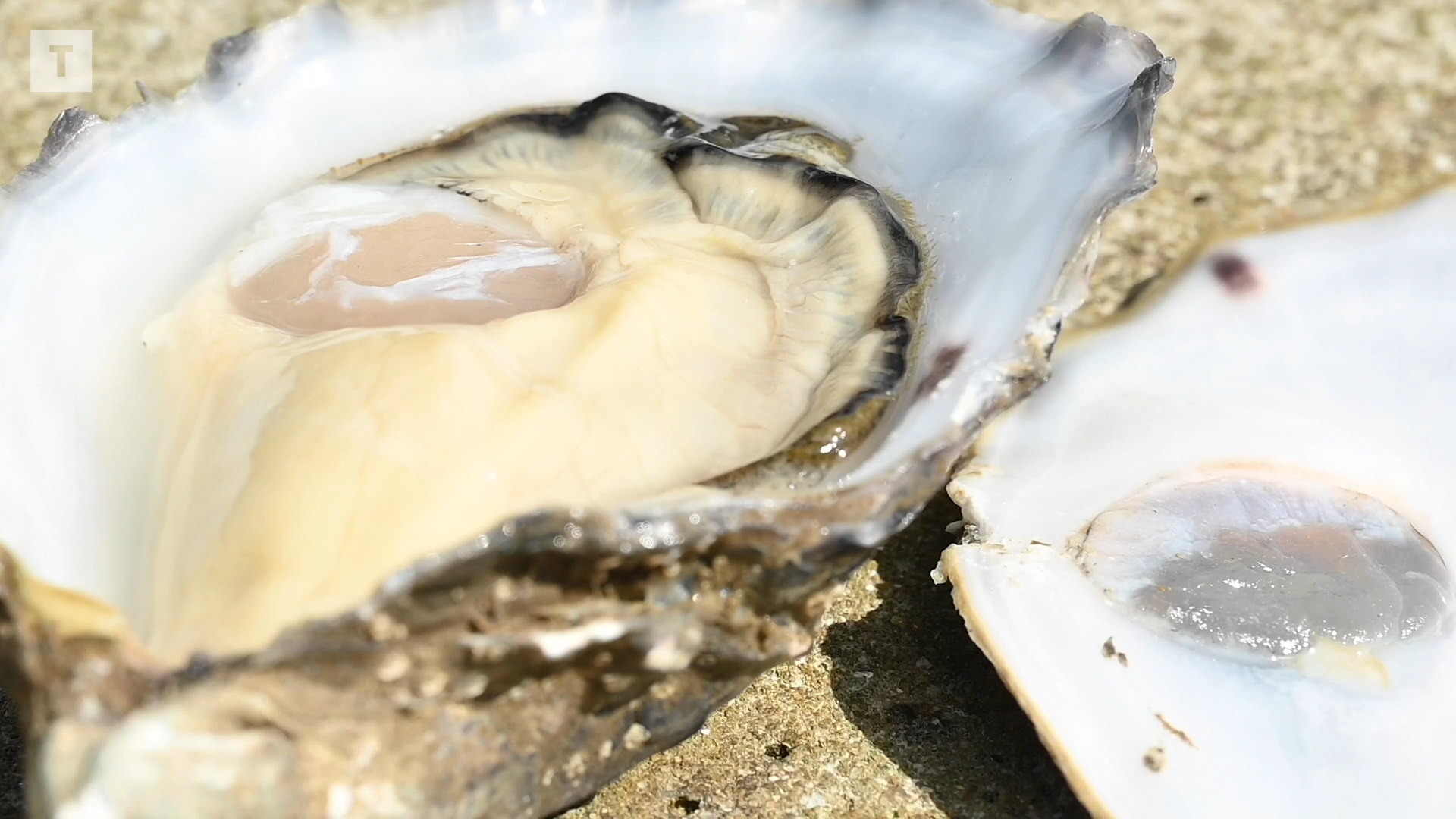 Climat : les moules de Méditerranée en grand danger, quel sort pour les huîtres en Bretagne ? [Vidéo]