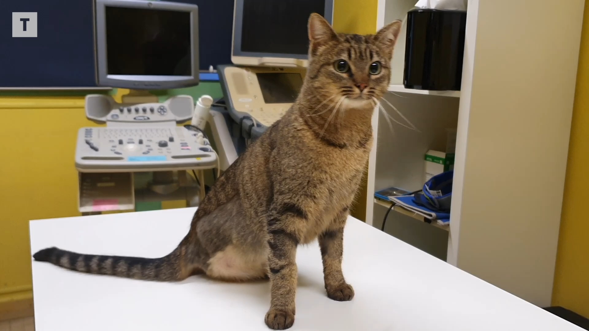 La belle histoire de Noël : comment la chatte Violette a été sauvée, amputée et adoptée à Châteaulin [Vidéo]