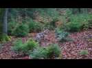 Un couple de loups filmé dans le massif forestier de Saint-Hubert !