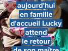 Dans l'Eure, Lucky attend le retour de son maître depuis juillet