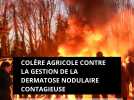 Colère agricole contre la gestion de la dermatose nodulaire contagieuse. Tour de France de la mobilisation