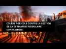 Colère agricole contre la gestion de la dermatose nodulaire contagieuse. Tour de France de la mobilisation