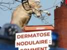 Agriculture - Dermatose nodulaire contagieuse : comment sont indemnisés les éleveurs dont le troupeau est abattu