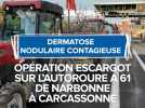 Dermatose nodulaire contagieuse, opération escargot de Narbonne à Carcassonne.