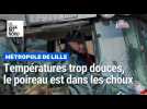 Métropole de Lille : températures trop douces, ventes de poireaux en recul
