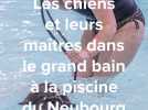 Les chiens et leurs maîtres dans le grand bain à la piscine du Neubourg