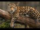 Brésil : comment cohabiter avec le jaguar, plus grand félin des Amériques ?