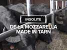 INSOLITE : elle fait de la mozzarella made in Tarn