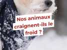 Le froid sur nos animaux