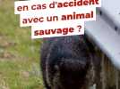 Que faire en cas d'accident avec un animal sauvage
