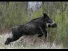 VIDÉO. « Le sanglier était paniqué ! » : visite impromptue dans une résidence près de Nantes