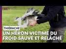 Un héron sauvé du froid relâché en Thiérache