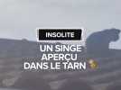 Un singe sur un toit, en plein coeur de Montredon-Labessonnié : récit d'une scène surréaliste