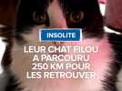 L'incroyable histoire de Filou, le chat qui parcourt 250 km pour rentrer chez lui.