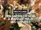 Des sapins de Noël à manger pour les chèvres