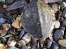 Echouage exceptionnel d'une tortue menacée