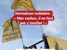 Spectre de la dermatose nodulaire en Alsace : « Mes vaches, il ne faut pas y toucher »