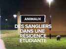 Des sangliers sèment le trouble dans une résidence étudiante toulousaine