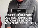 "On a enlevé entre 35 et 40 %" : au marché aux truffes de Lalbenque, les conséquences des températures glaciales