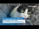 Un chat parcourt 250 kilomètres, de l'Espagne à la France, pour retrouver ses propriétaires