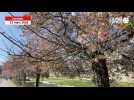 VIDÉO. Les arbres en fleurs du jardin des remparts annoncent le retour du printemps à Vannes