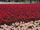 L'incroyable succès des tulipes de Jonquières