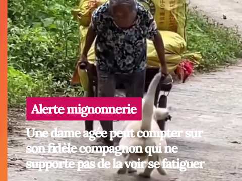 VIDEO : Belle histoire, un chien aime son hum&hellip;