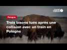 VIDEO. Trois bisons tués après une collision avec un train en Pologne
