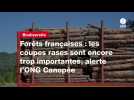 VIDÉO. Forêts françaises : les coupes rases sont encore trop importantes, alerte l'ONG Canopée