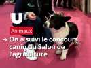 Au coeur du concours canin du Salon de l'agriculture