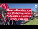 VIDÉO. Dans la Manche, plus de 300 personnes manifestent contre l'extension des serres à tomates géantes