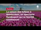 VIDEO. La saison des tulipes à Amsterdam, un spectacle flamboyant qui va bientôt commencer