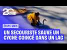 Un cygne coincé dans lac gelé sauvé par des secouristes