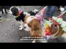 VIDEO. Le Carnaval des Toutous pour s'amuser, se dégourdir et sociabiliser à Lannion