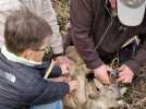 Divonne : ils sauvent deux chevreuils condamnés à une mort certaine.