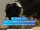 JO d'hiver 2026 : Inouk, le chien de Lou Jeanmonnot, mascotte et star des réseaux sociaux