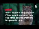 VIDÉO. « Il est capable de parcourir d'énormes distances » : un loup filmé pour la première fois près de Lyon
