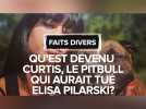 Mort d'Elisa Pilarski : qu'est devenu Curtis, le pitbull de Christophe Ellul, qui aurait tué la jeune femme enceinte ?