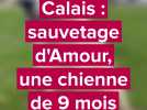 Calais : une chienne de neuf mois sauvée d'une chute le long de la promenade du Fort Risban
