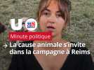 Municipales 2026. A Reims, les animaux s'invitent dans la campagne