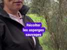 Récolter les asperges sauvages