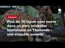 VIDEO. Plus de 70 tigres sont morts dans un parc animalier touristique en Thaïlande : une enquête ouverte