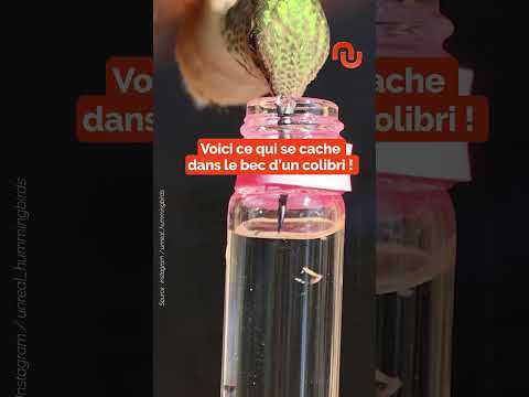 Vous n'avez jamais vu un colibri en train de boire ! #shorts