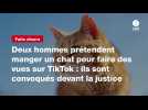 VIDEO. Deux hommes prétendent manger un chat pour faire des vues sur TikTok : ils sont convoqués devant la justice