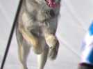 Un chien-loup s'invite à l'arrivée de l'épreuve de ski de fond des JO 2026